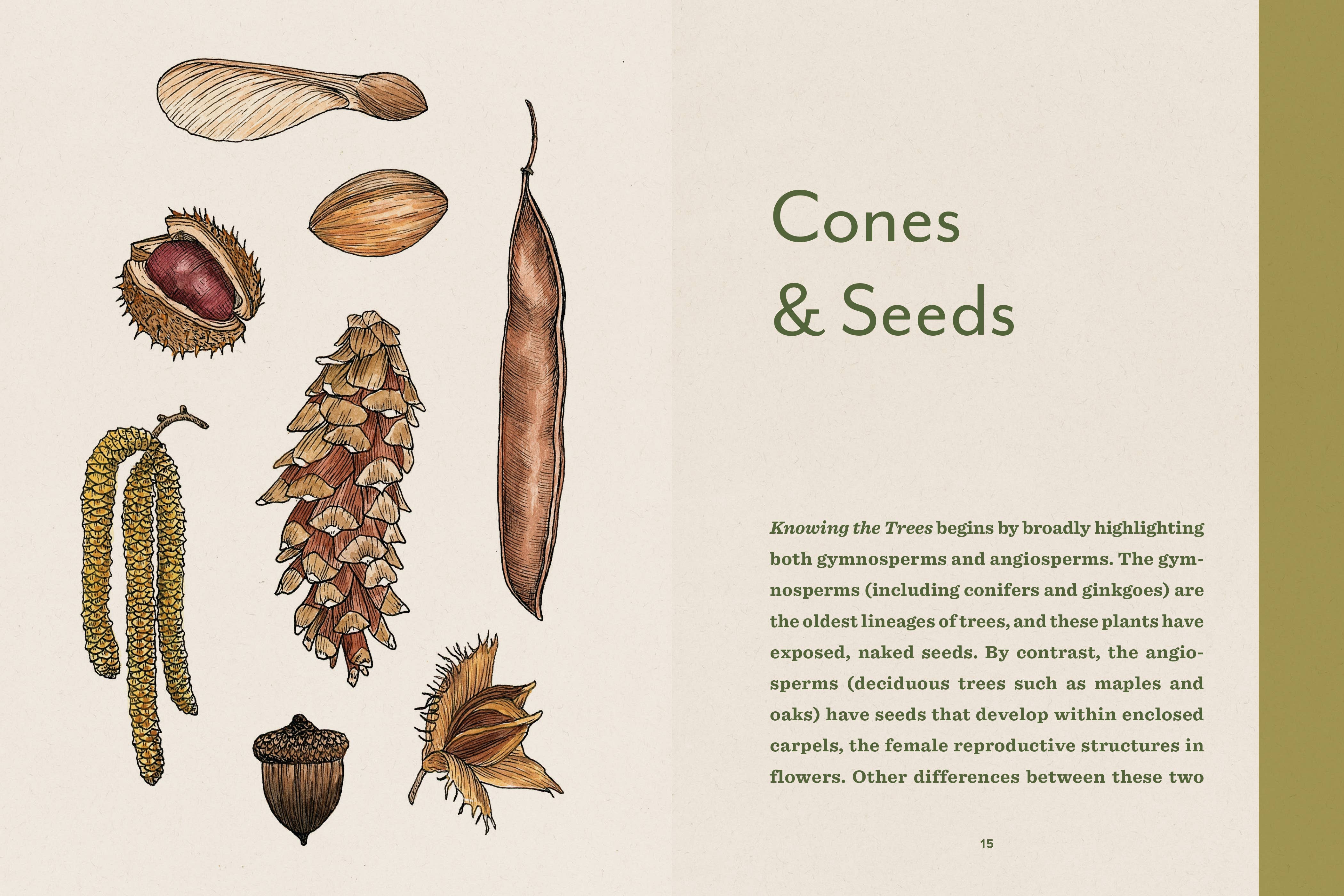 Knowing the Trees: Discover the Forest from Seed to Snag