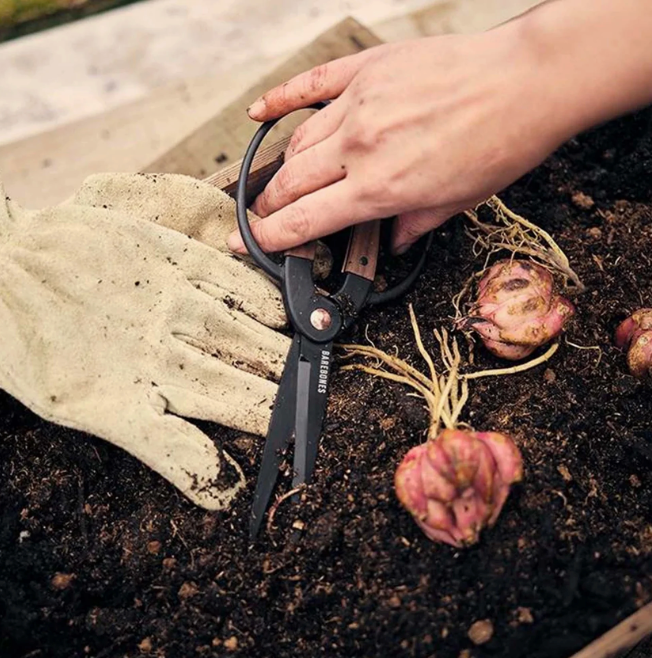 Walnut Garden Scissors