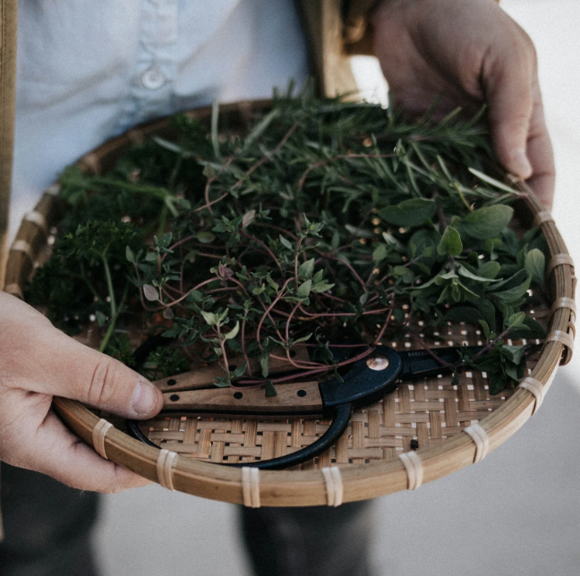 Walnut Garden Scissors